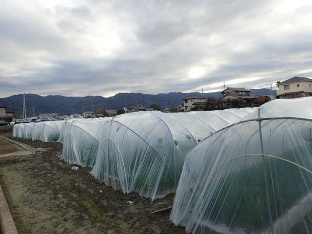 徳島県 葉葱 | 京都農販日誌 | 株式会社京都農販